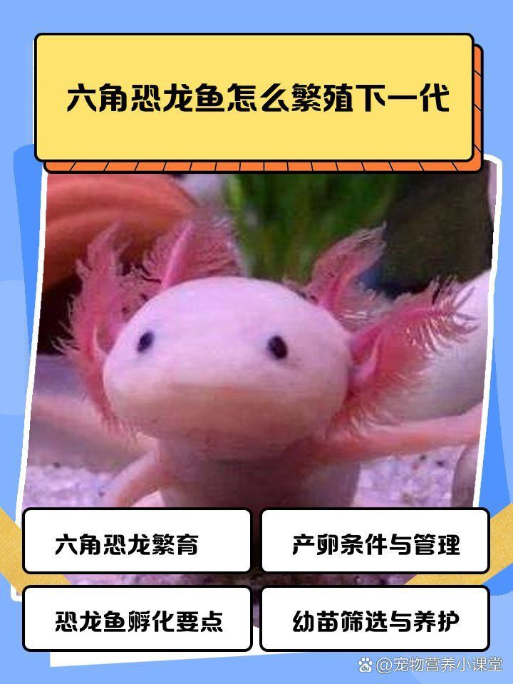 古龍魚的繁殖方法