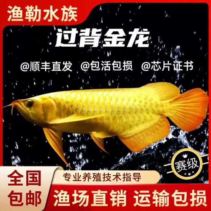 有哪些平臺可以購買金龍魚幼苗？