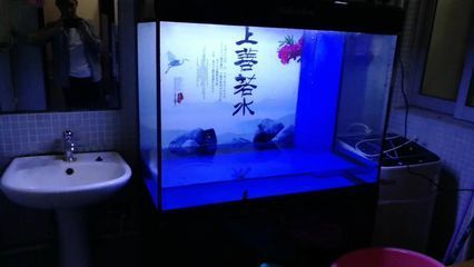 用龍魚缸養錦鯉好嗎（錦鯉和龍魚混養在同一魚缸中合適嗎？）