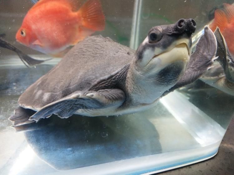 龍魚豬鼻龜的寓意：龍魚、豬鼻龜各自代表的寓意龍魚和豬鼻龜的寓意