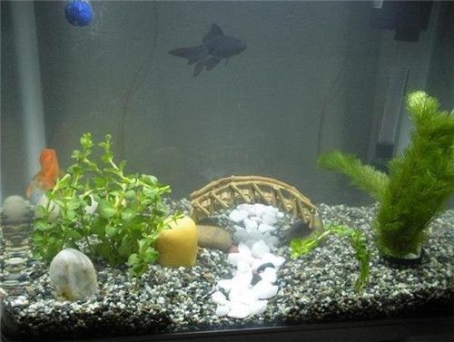 水族箱水質異常處理：水族箱水質異常處理方案