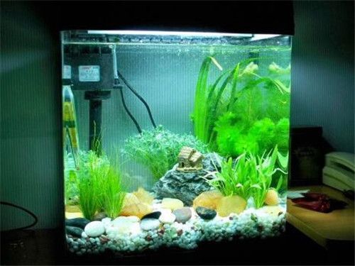 水族箱水質異常處理：水族箱水質異常處理方案