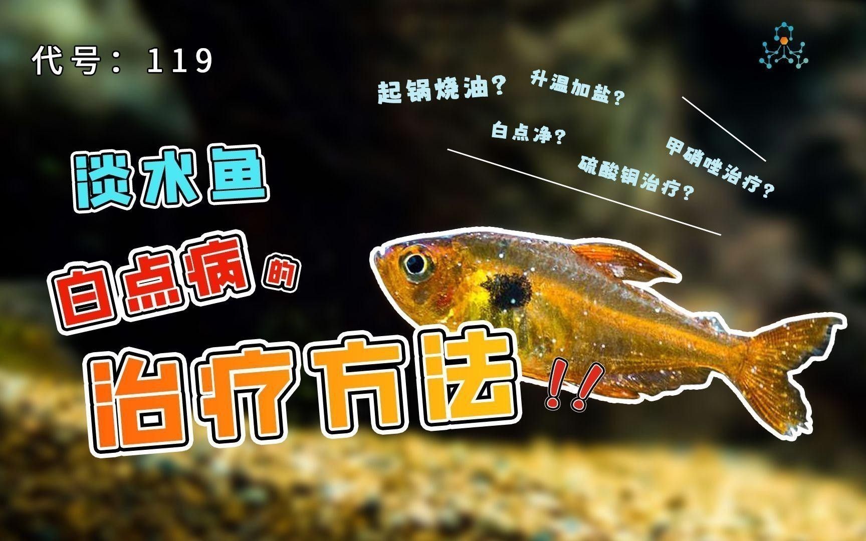 小火龍魚的白點病如何治療？ 小火龍魚的白點病如何治療？ 龍魚百科 第3張