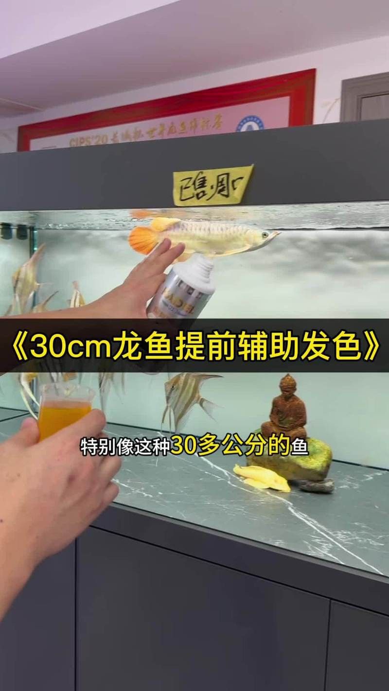 金龍魚發色需要什么條件才能漂亮