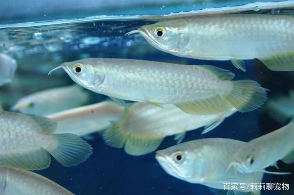 龍魚之間打架嗎：如何預防龍魚打架