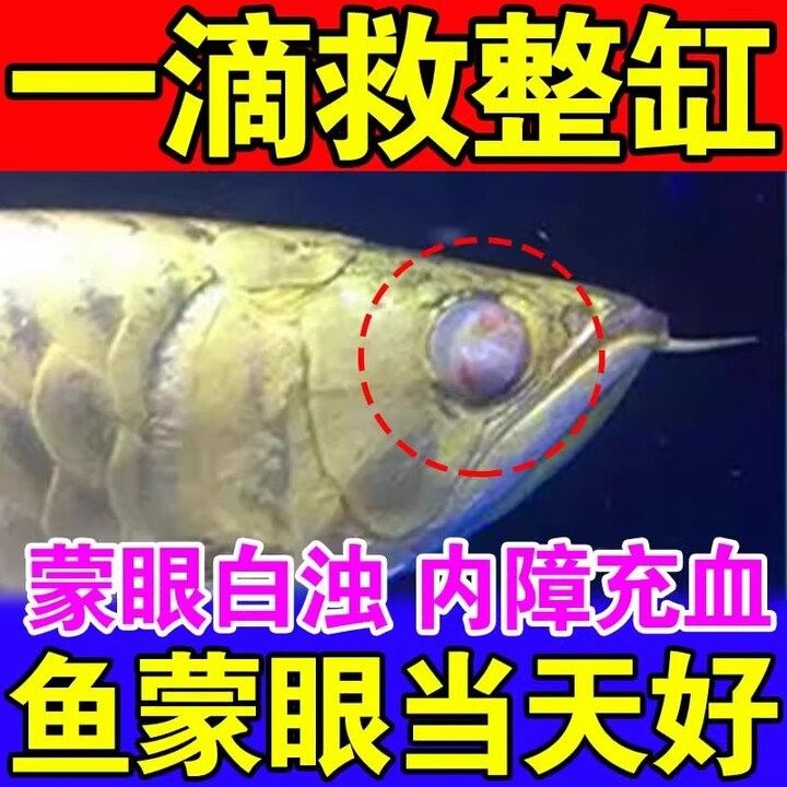 龍魚白眼病晚期治療費(fèi)用大概是多少？