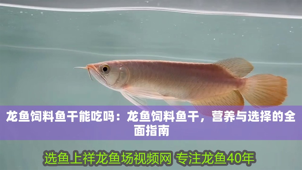 龍魚飼料魚干能吃嗎：龍魚飼料魚干，營養(yǎng)與選擇的全面指南