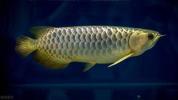 最好看金龍魚送財，金龍魚擺件與家居布局關系，