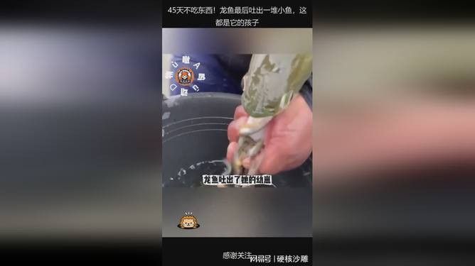 銀龍魚生小魚視頻