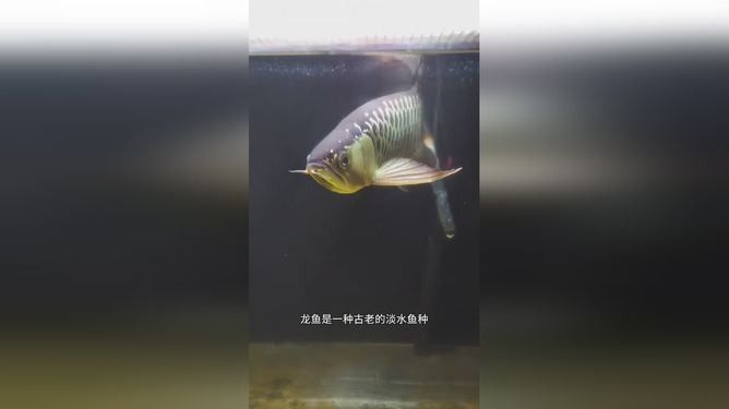 銀龍魚生小魚視頻