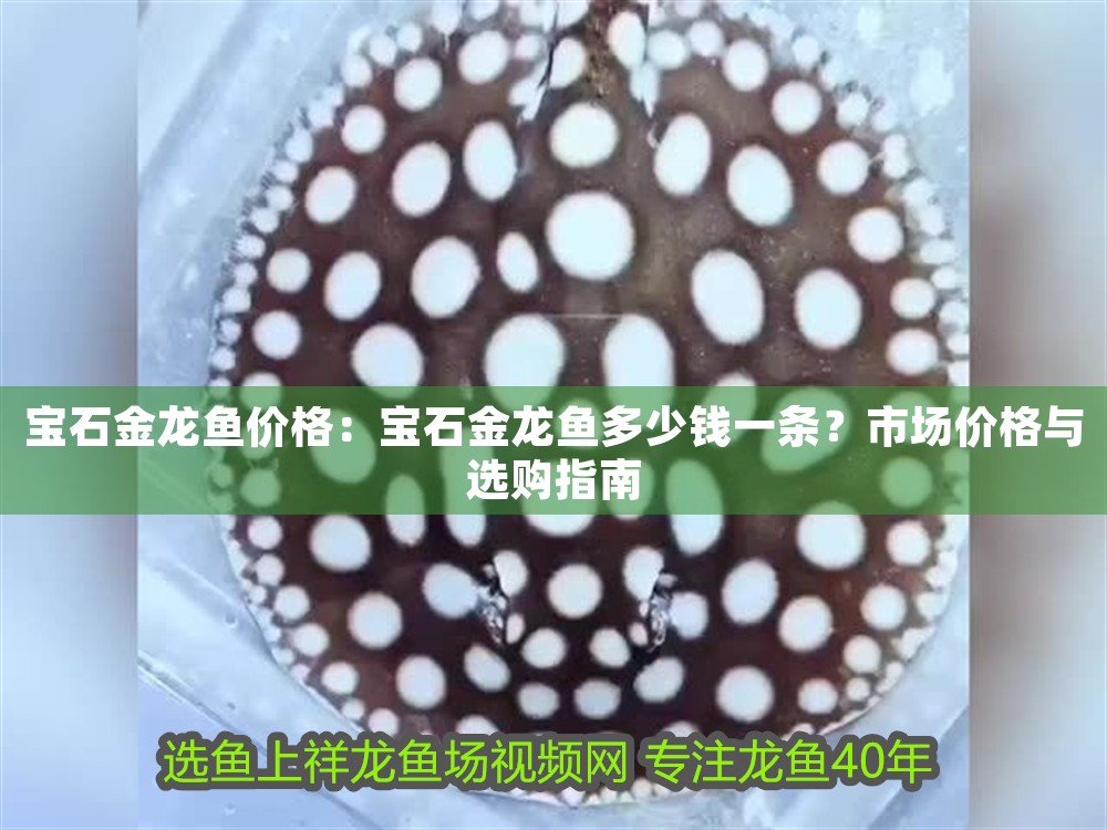 寶石金龍魚價格：寶石金龍魚多少錢一條？市場價格與選購指南