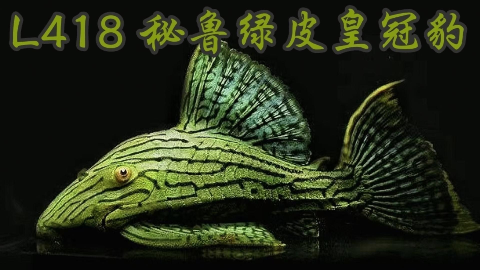 綠皮皇冠豹繁殖的步驟與方法