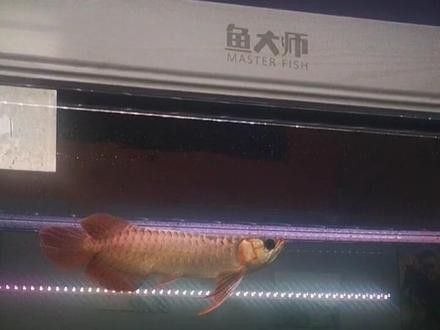 泗水紅龍魚品質怎么樣啊視頻