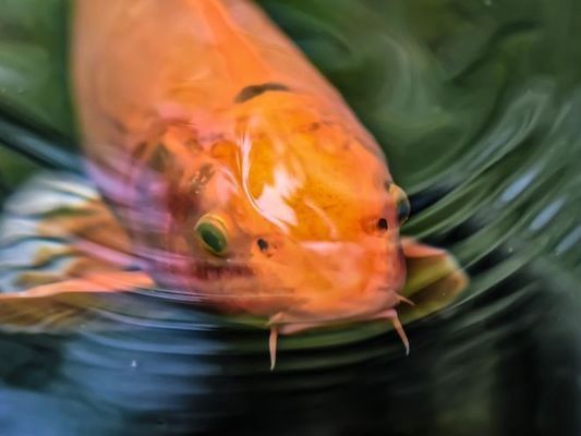 魚缸養魚自來水怎樣處理（如何維護魚缸過濾系統魚缸水質檢測的方法）