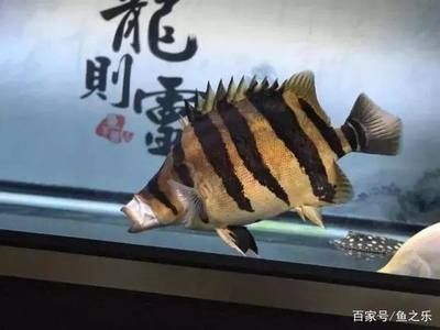 龍魚一個月不吃東西會死嗎：龍魚一個月不吃東西會死亡