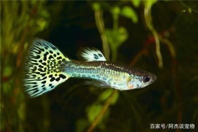 龍魚一個月不吃東西會死嗎：龍魚一個月不吃東西會死亡
