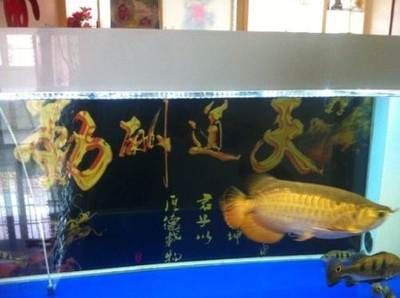 喜歡養(yǎng)龍魚的人，選擇禮物時(shí)要注意避免的選擇，謹(jǐn)慎考慮：喜歡養(yǎng)龍魚的人應(yīng)該如何選擇禮物？