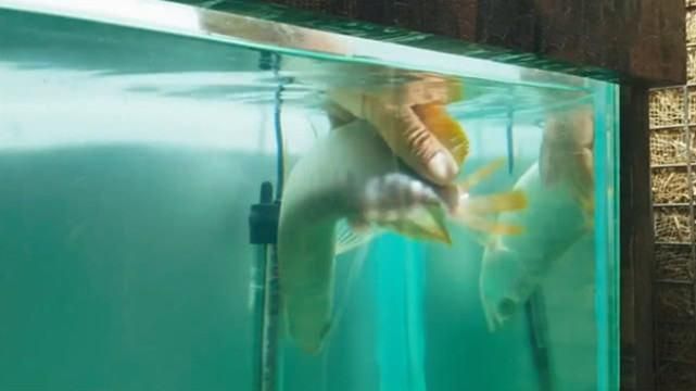 龍魚翻白了怎么辦：金龍魚翻白了怎么辦詳情金龍魚翻白的處理辦法
