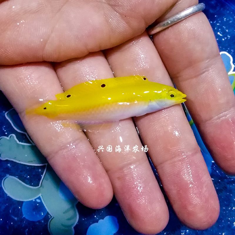 龍魚翻白了怎么辦：金龍魚翻白了怎么辦詳情金龍魚翻白的處理辦法