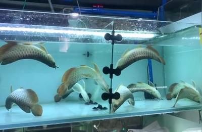 龍魚翻白了怎么辦：金龍魚翻白了怎么辦詳情金龍魚翻白的處理辦法