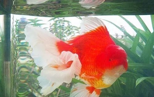 金龍魚怎么訓練吃飼料的（如何訓練金龍魚吃飼料）