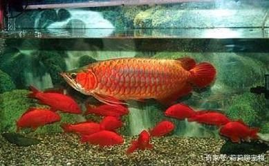 哪里批發金龍魚最便宜：哪里批發金龍魚比較便宜？