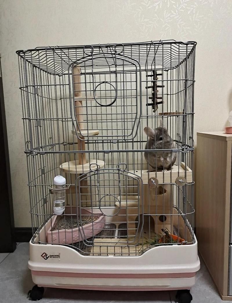 龍貓和貓共養需要哪些專用設備？ 龍貓和貓共養需要哪些專用設備？ 龍魚百科 第1張