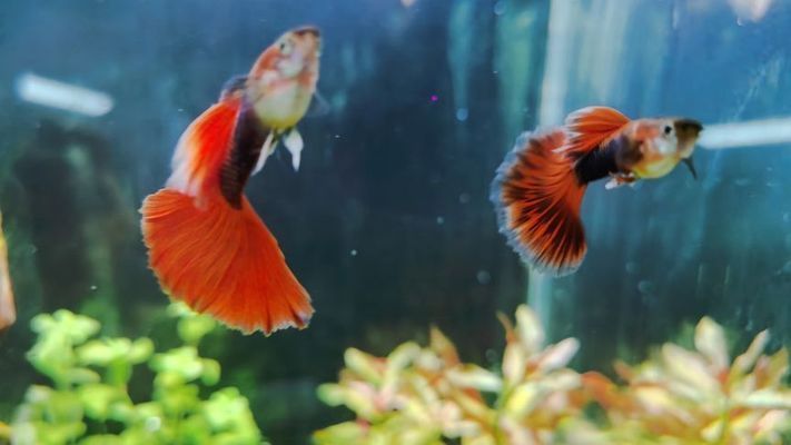 紅龍魚火焰尾好還是扇子尾好:火焰尾和扇子尾是兩種常見的尾型玩家表示更喜歡大蒲扇 龍魚百科 第1張 紅龍魚火焰尾好還是扇子尾好:火焰尾和扇子尾是兩種常見的尾型玩家表示更喜歡大蒲扇 紅龍魚火焰尾好還是扇子尾好:火焰尾和扇子尾是兩種常見的尾型玩家表示更喜歡大蒲扇 龍魚百科 第1張