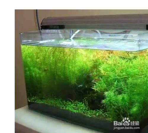 魚缸水泛綠怎么辦視頻，魚缸水泛綠怎么辦魚缸水綠的光照控制方法介紹
