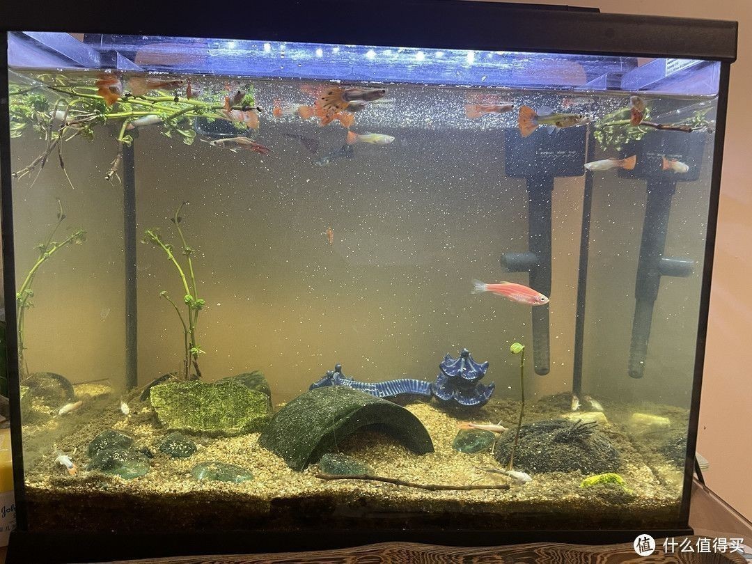 魚缸水泛綠怎么辦視頻，魚缸水泛綠怎么辦魚缸水綠的光照控制方法介紹