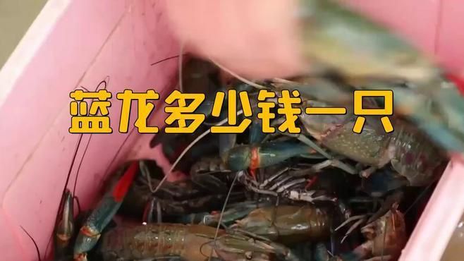 藍龍魚多少錢一只