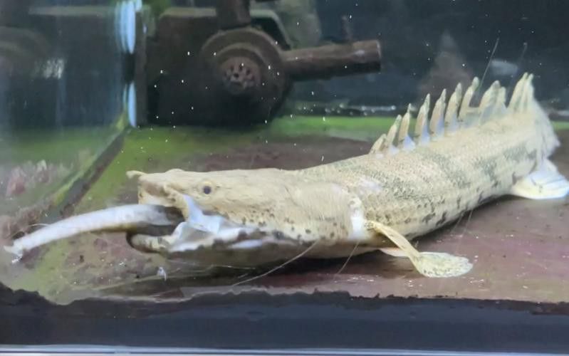 虎紋恐龍魚兇猛嗎圖片欣賞大全