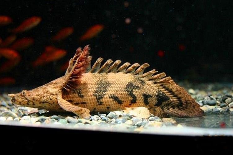 虎紋恐龍魚兇猛嗎圖片欣賞大全