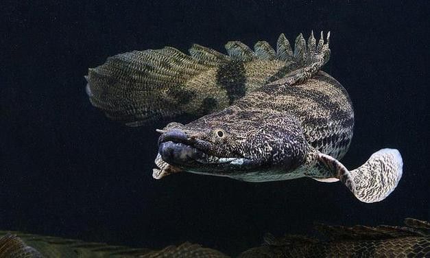 虎紋恐龍魚兇猛嗎圖片欣賞大全