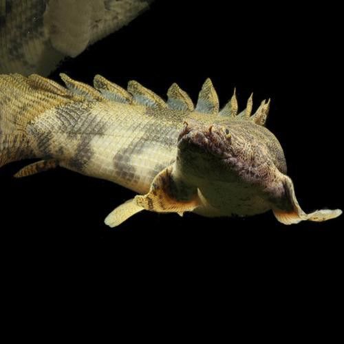 虎紋恐龍魚兇猛嗎圖片欣賞大全