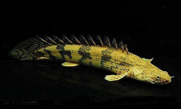 虎紋恐龍魚兇猛嗎圖片欣賞大全