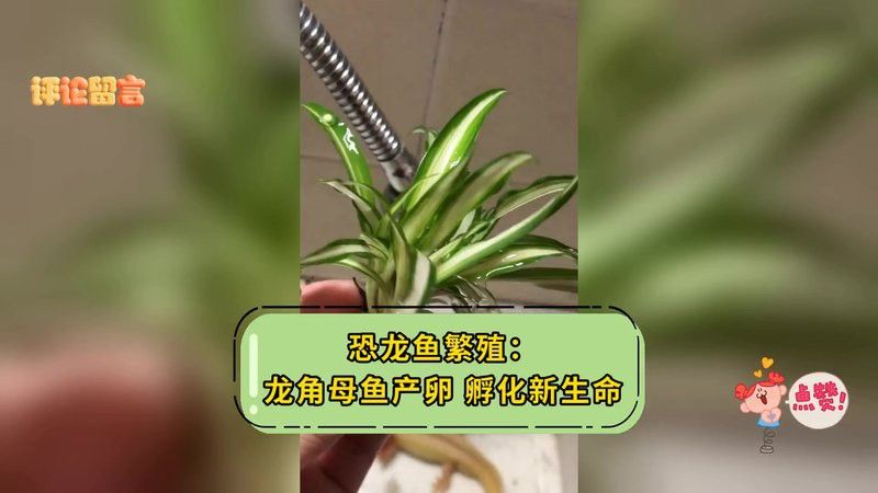虎紋恐龍魚兇猛嗎圖片欣賞大全