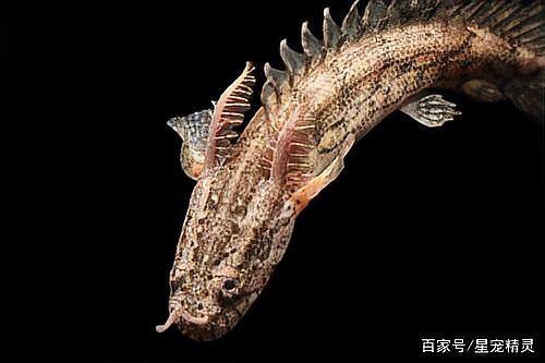 虎紋恐龍魚兇猛嗎圖片欣賞大全