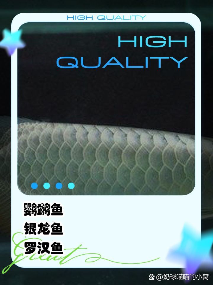 龍魚燈建議多少k（如何選擇龍魚燈）