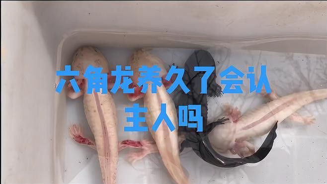 如何判斷六角恐龍魚是否記得主人？