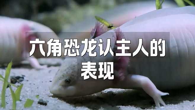 如何判斷六角恐龍魚是否記得主人？