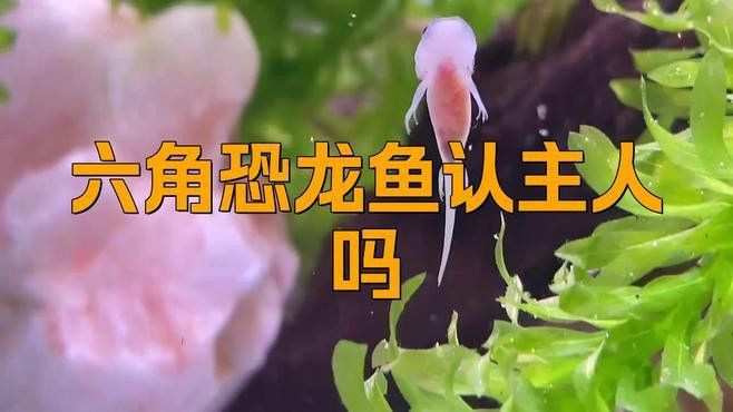 如何判斷六角恐龍魚是否記得主人？