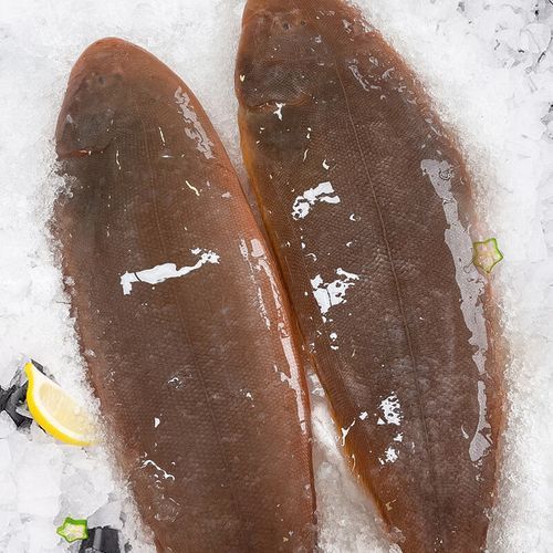 煙臺金龍魚舌體銷售怎么樣