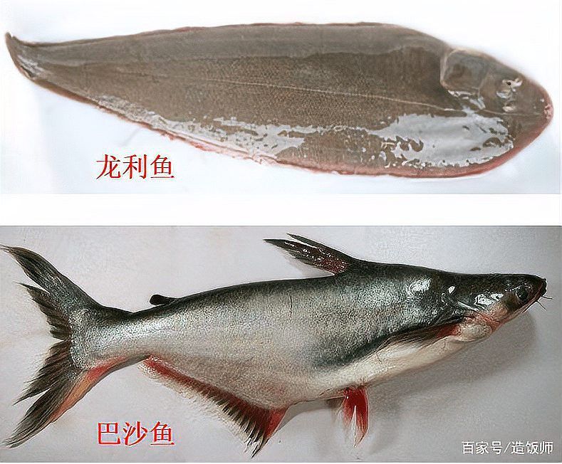 煙臺金龍魚舌體銷售怎么樣