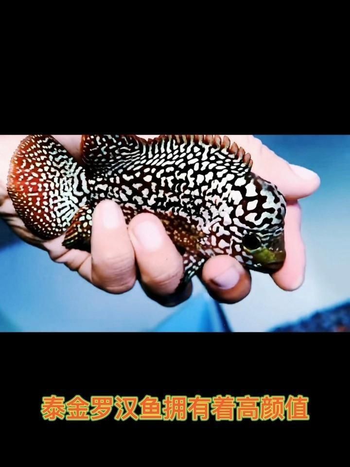 羅漢魚品種排名壽命