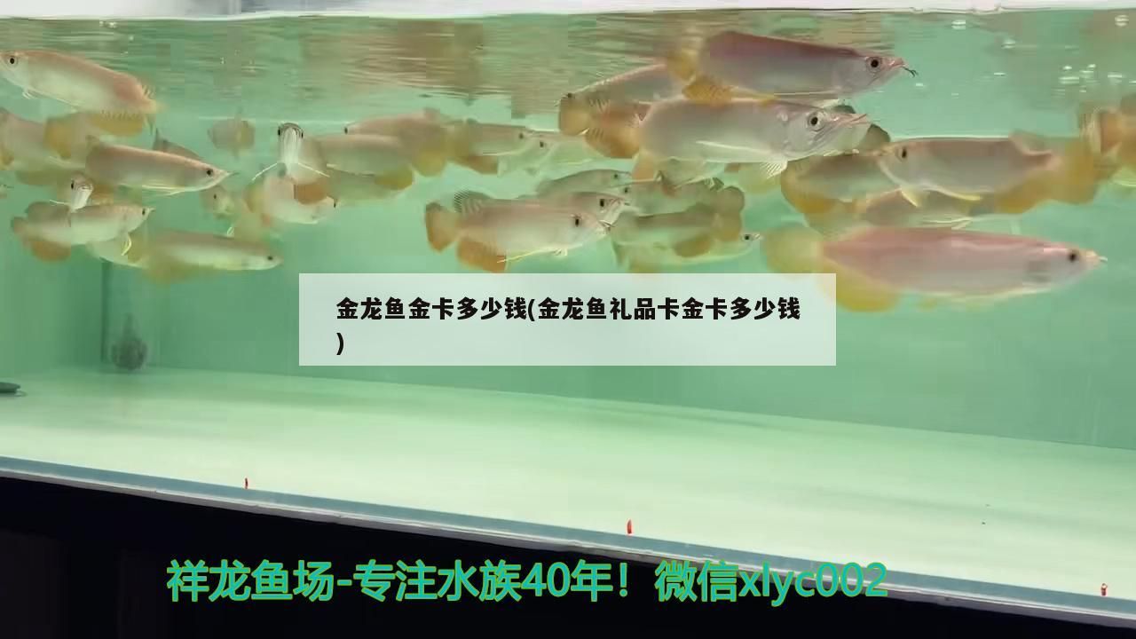 紅龍魚吃什么小魚好養(yǎng)（紅龍魚吃什么小魚好養(yǎng)活）