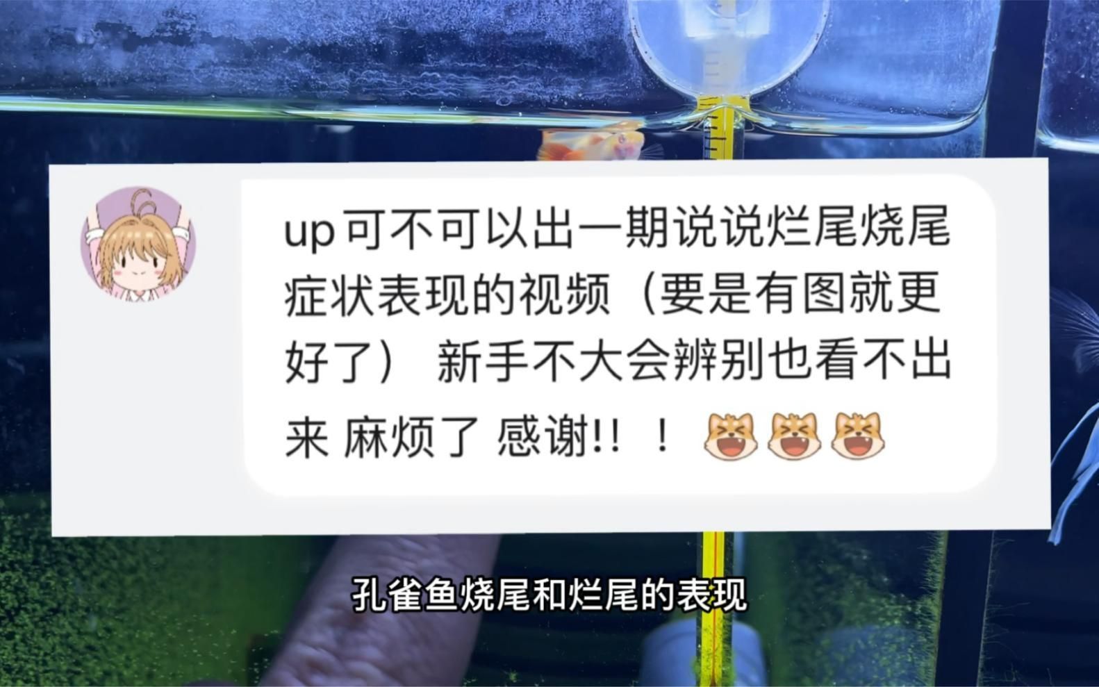 如何判斷魚是否感染爛尾病？