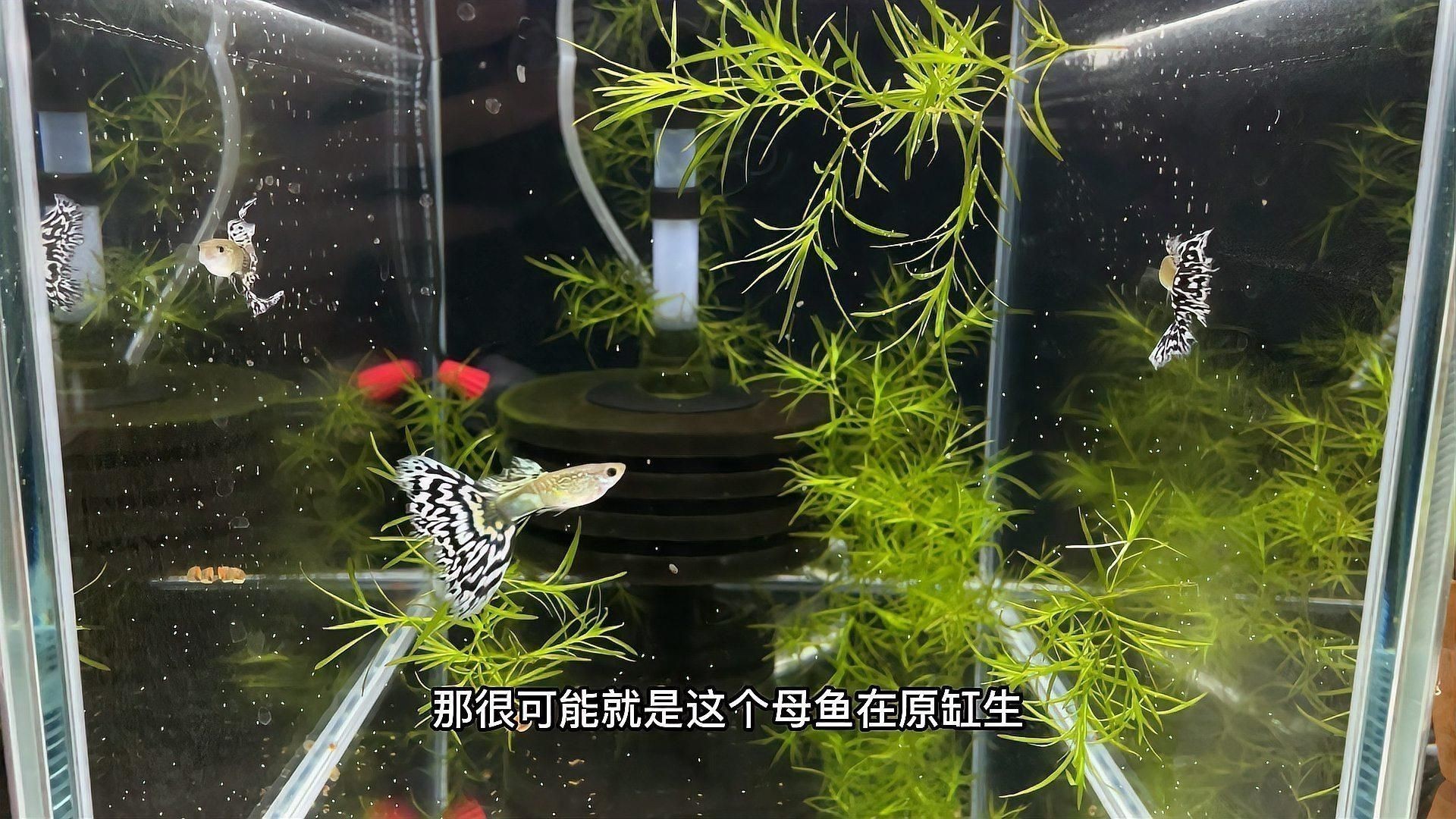 如何判斷魚是否感染爛尾病？