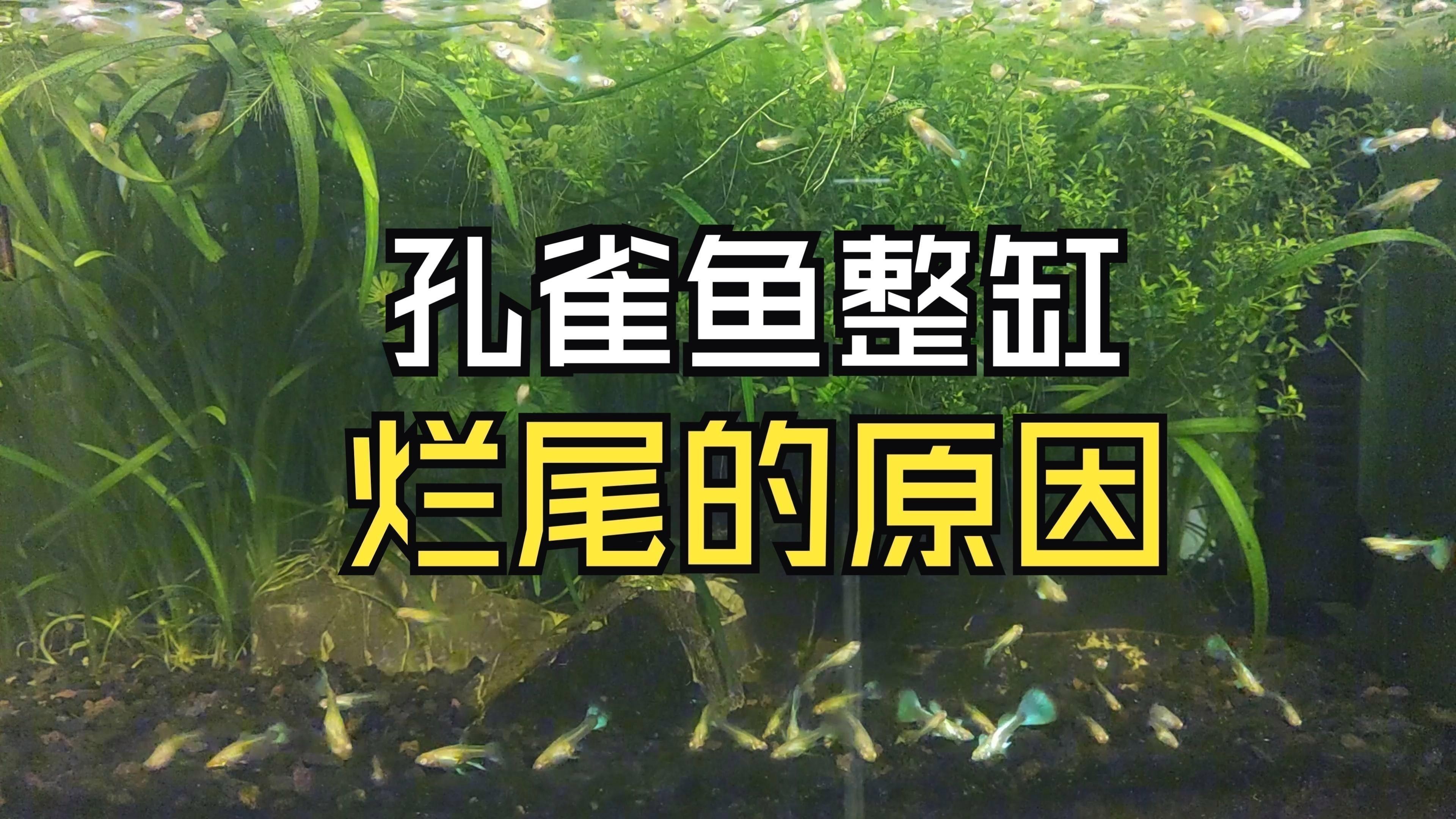 如何判斷魚是否感染爛尾病？