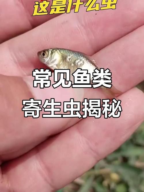 魚身上寄生蟲圖片